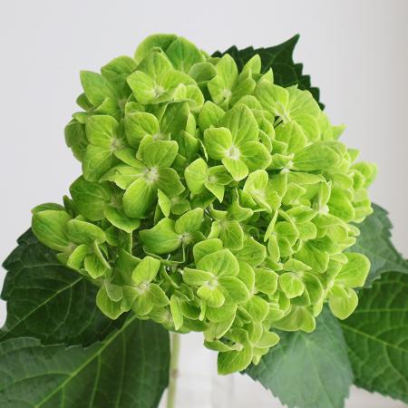 【生花】輸入アジサイ　抹茶orエメラルド(濃いグリーン)【OR-89】