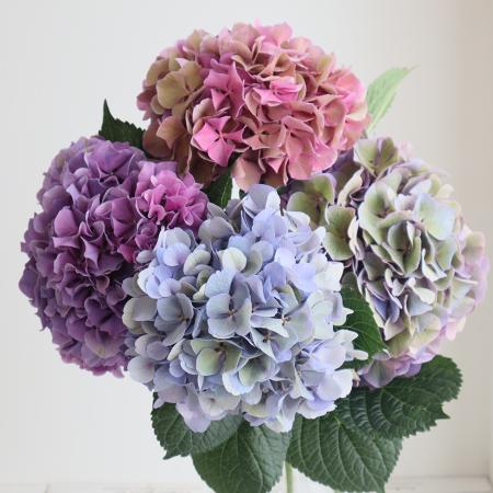 【直前!】安間さん アジサイGアルプス(アンティーク系おまかせ)花径約18cm程度【】【生花】