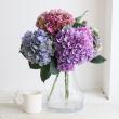 【直前!】安間さん アジサイGアルプス(アンティーク系おまかせ)花径約18cm程度【】【生花】