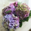【直前!】安間さん アジサイGアルプス(アンティーク系おまかせ)花径約18cm程度【】【生花】