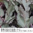 【生花】ディアボロ　80CM程度　西洋コデマリ　【OT】常陸大宮他