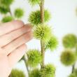 【生花】三度栗(サンドグリ)50cm程度　常陸大宮など【OT】