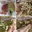 【生花】アジサイ　秋色リトルライム (60cm程度)北空知【早締切-74】