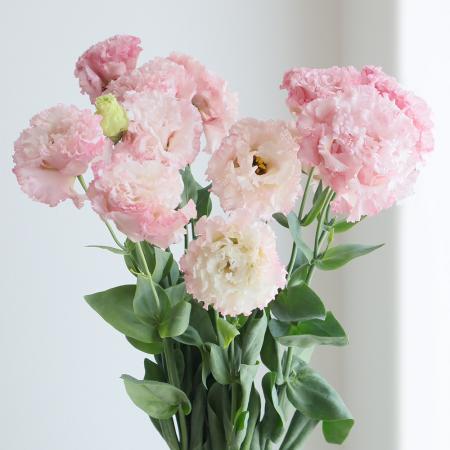 【直前!!/】トルコギキョウ (淡ピンク・八重フリンジ)ボヤージュ、セレブなど【生花/】