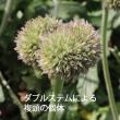 【生花】【さぎやま】ガーベラ　マリモダーク(緑黒・玉系)【早締切-71】