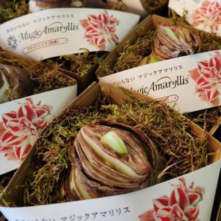 【生花/予約】球根アマリリスー水のいらないマジックアマリリス(色品種おまかせ)