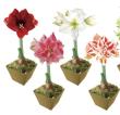 【生花/予約】球根アマリリスー水のいらないマジックアマリリス(色品種おまかせ)