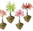【生花/予約】球根アマリリスー水のいらないマジックアマリリス(色品種おまかせ)