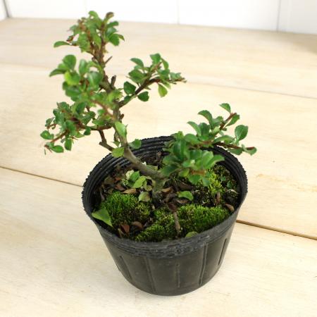 【送料無料】【生花/鉢】紅長寿梅(赤)3.5寸　※花・葉は時期によります　※北海道・九州・沖縄は別途送料加算あります【F】火水届なし