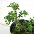 【送料無料】【生花/鉢】紅長寿梅(赤)3.5寸　※花・葉は時期によります　※北海道・九州・沖縄は別途送料加算あります【F】火水届なし