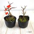 【送料無料】【生花/鉢】紅長寿梅(赤)3.5寸　※花・葉は時期によります　※北海道・九州・沖縄は別途送料加算あります【F】火水届なし