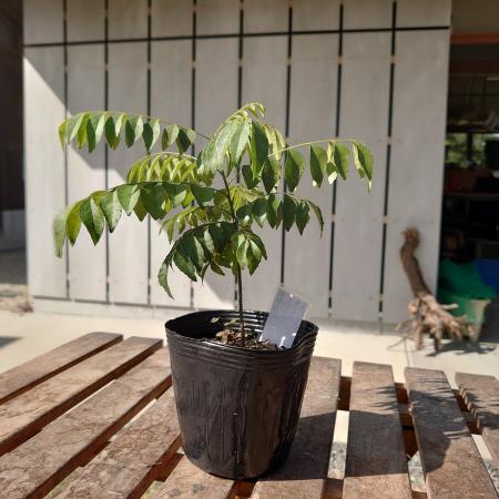 【送料無料】【生花/直送】ハーブ苗　カレーリーフ4号 ※ お届け日指定不可・お届けについて商品説明を必ずご確認下さい