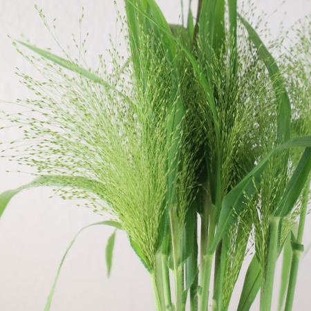 【生花】スモークグラス(グリーン)60cm程度　福岡県ほか　※木金入荷少　【OT】