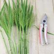 【生花】スモークグラス(グリーン)60cm程度　福岡県ほか　※木金入荷少　【OT】