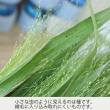 【生花】スモークグラス(グリーン)60cm程度　福岡県ほか　※木金入荷少　【OT】