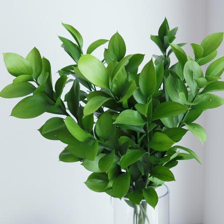 【生花】丸葉ルスカス　60cm程度【OT】
