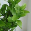 【生花】丸葉ルスカス　60cm程度【OT】