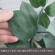 【生花】丸葉ルスカス　60cm程度【OT】