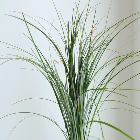 【生花】ベアグラス(束約50本入り)80cm程度【早締切-74】※入荷少