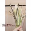【生花】ベアグラス(束約50本入り)80cm程度【早締切-74】※入荷少