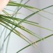 【生花】ベアグラス(束約50本入り)80cm程度【早締切-74】※入荷少