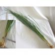 【生花】ベアグラス(束約50本入り)80cm程度【早締切-74】※入荷少