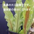 【生花】タニワタリ(グリーン)【OT】