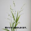 【生花】グリーンスケール　60cm〜【OT】