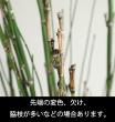 【生花】トクサ  90cm程度※商品説明をお読みください。【早締切-74】
