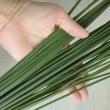 【生花】スチールグラス　束単位(束約40〜50本)80-100cm程度　オーストラリア産 【OT】