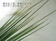 【生花】スチールグラス　束単位(束約40〜50本)80-100cm程度　オーストラリア産 【OT】