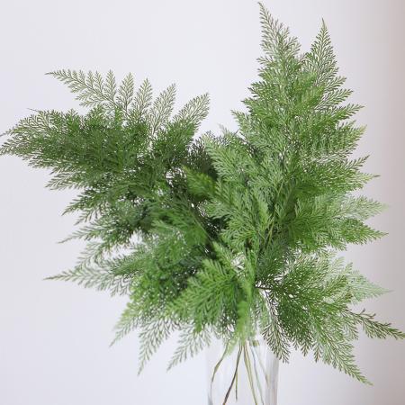 【生花】タバリアファン　XLサイズ(60cm程度)　スリランカ産　ヒュージェインターナショナル【早締切-60】