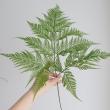 【生花】タバリアファン　XLサイズ(60cm程度)　スリランカ産　ヒュージェインターナショナル【早締切-60】