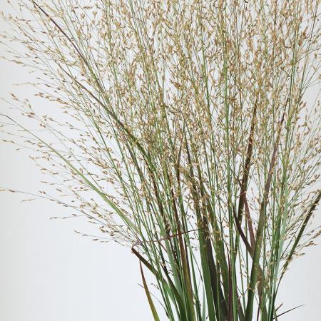 【生花】パニカム　90cm程度　みやび花園ほか　※木金届けなし【OT】【早締切】