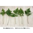 【生花】国産レザーファン　宮崎グリーン　秀L【早締切-74】