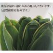 【生花/予約】<50cm>ティーリーフ(全長 約50cm・葉の部分約40cm)※輸入品