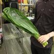 【生花/予約】<50cm>ティーリーフ(全長 約50cm・葉の部分約40cm)※輸入品