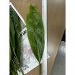 【生花/予約】<50cm>ティーリーフ(全長 約50cm・葉の部分約40cm)※輸入品