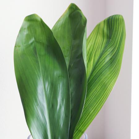 【生花/即納】<50cm>ティーリーフ(全長 約50cm・葉の部分約40cm)