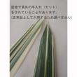 【生花】キキョウランの葉(斑入り)※葉先カットあります。【OT】