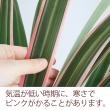 【生花】キキョウランの葉(斑入り)※葉先カットあります。【OT】