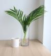 【生花】アレカヤシ[小/60センチ程度]【OT】