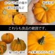 【生花/即納】かぼちゃ ミニパンプキン(オレンジ)※サイズおまかせ ★現物画像・スナップ写真参照