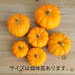 【生花/即納】かぼちゃ ミニパンプキン(オレンジ)※サイズおまかせ ★現物画像・スナップ写真参照