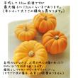【生花/即納】かぼちゃ ミニパンプキン(オレンジ)※サイズおまかせ ★現物画像・スナップ写真参照