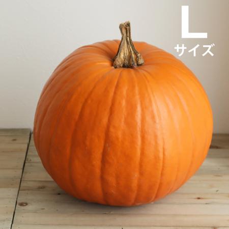 【10月届】【送料無料】【生花/予約】かぼちゃ 大玉系オレンジ(オータムオレンジなど)L　シールつき　※沖縄は別途送料加算あります