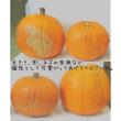【9月届☆早割】【送料無料】【生花/予約】かぼちゃ 大玉系オレンジ(オータムオレンジなど)2L　シールつき　※沖縄は別途送料加算あります
