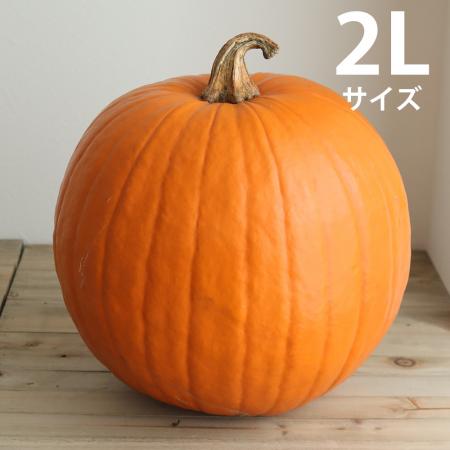 【10月届】【送料無料】【生花/予約】かぼちゃ 大玉系オレンジ(オータムオレンジなど)2L　シールつき　※沖縄は別途送料加算あります