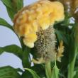 【生花】久留米ケイトウ(黄色)イエロークイーンなど　60cm-【OT】