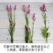 【生花】セロシア　ルビーパフェ(濃いピンク)金井園芸【IT-26】